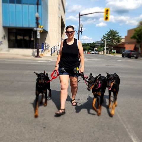 ineke and dogs turner and pooch Ineke walking confidently across a city street with three well-behaved Dobermans on leash, showcasing calm, controlled handling and balanced training in an urban environment.